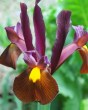 Iris holl Red Ember.jpg
